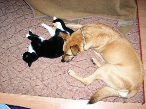 Didi & Micia