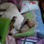 Snjeza und ihr Teddy