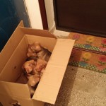 7 Puppies in BiH ausgesetzt