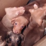 7 Puppies in BiH ausgesetzt