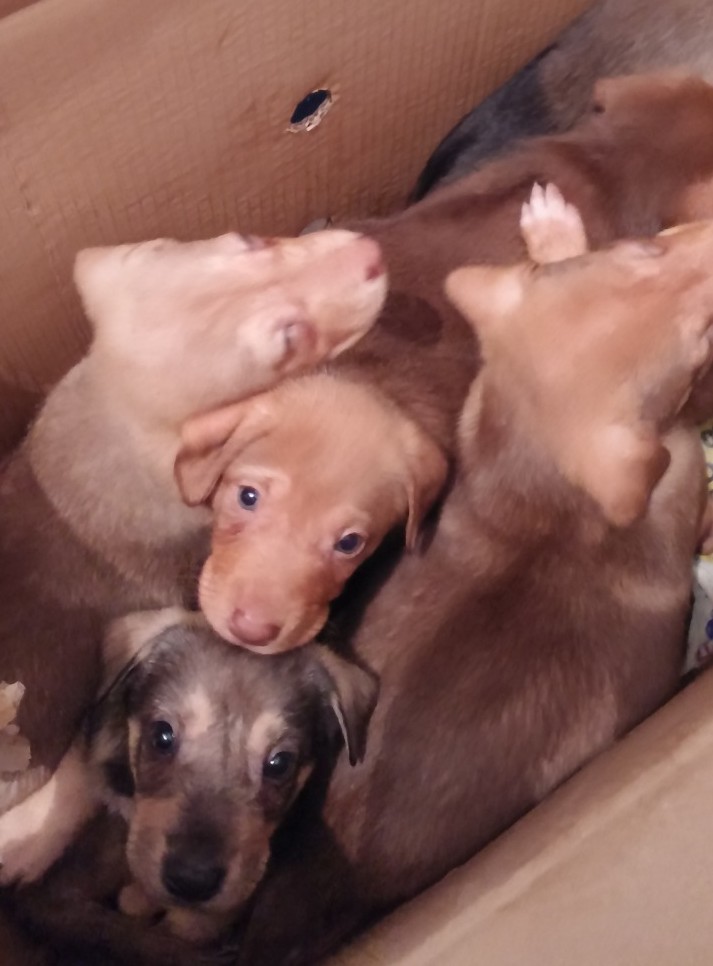 7 Puppies in BiH ausgesetzt