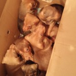 7 Puppies in BiH ausgesetzt