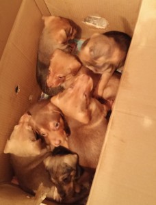 7 Puppies in BiH ausgesetzt
