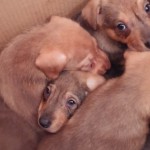 7 Puppies in BiH ausgesetzt