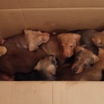 7 Puppies in BiH ausgesetzt