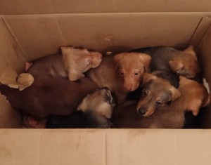 7 Puppies in BiH ausgesetzt