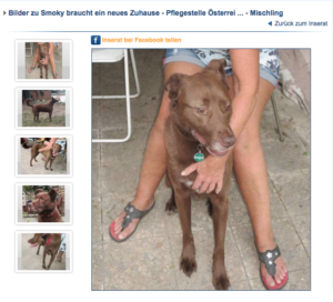 Smoky sucht ein Zuhause