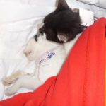 Spayathon_okt2016