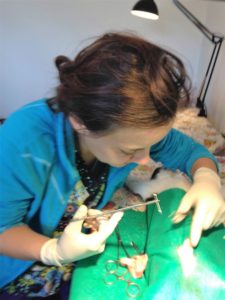 Spayathon_okt2016
