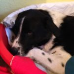 Spayathon_okt2016
