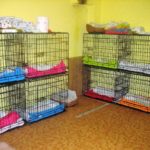 Spayathon_okt2016