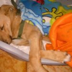 Spayathon_okt2016