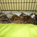 Spayathon_okt2016