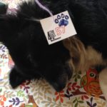 Spayathon_okt2016