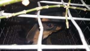 Holly in der Lebendfalle