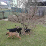 Welpen in der Pension