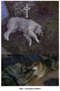 TOKA