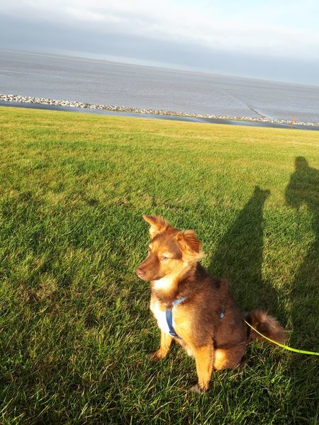 Hund Grunzt