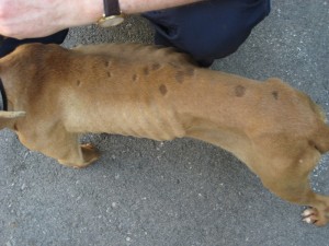 ANIMAL CRUELTY - 4