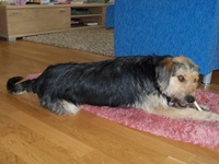 Alfy1
