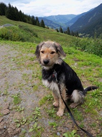 Alfy2