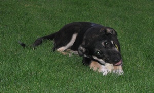 Amy1
