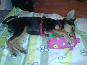 Antonia-.1