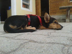 Antonia-.3