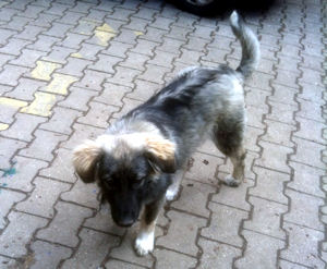 Aska1