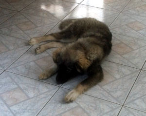 Aska3