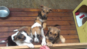 Babies 3