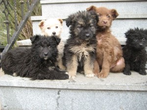 Babies found on road with dead Mum in N  Bosnia   24 01 2013