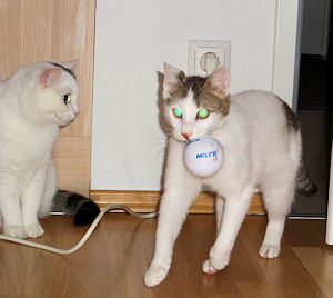 SAMSUNG CAMERA PICTURES