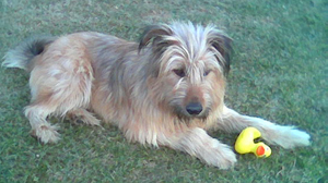 Benji 1