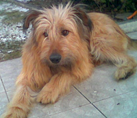 Benji 3