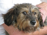 Benji2