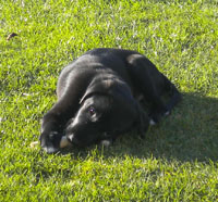 Blacky3