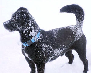 Briggs im Schnee 2 2013 015
