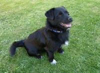 Briggs3