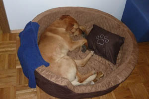 Bruno1