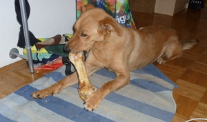 Bruno1