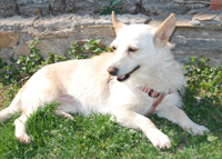 Chipsi3