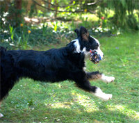 Cleo2