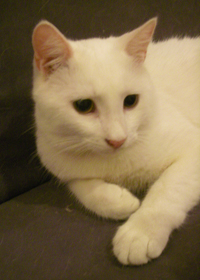 Coco3
