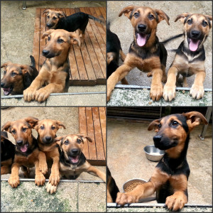 Collage_gerettete_Babies_BiH