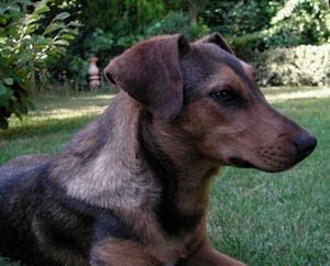 SANYO DIGITAL CAMERA