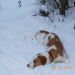 Bonnie im Schnee