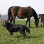 Sorraine
