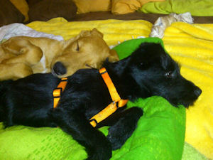 Darcy-.1