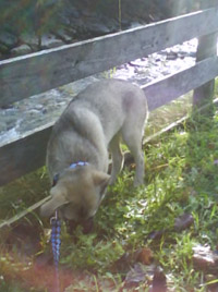 Diego 3